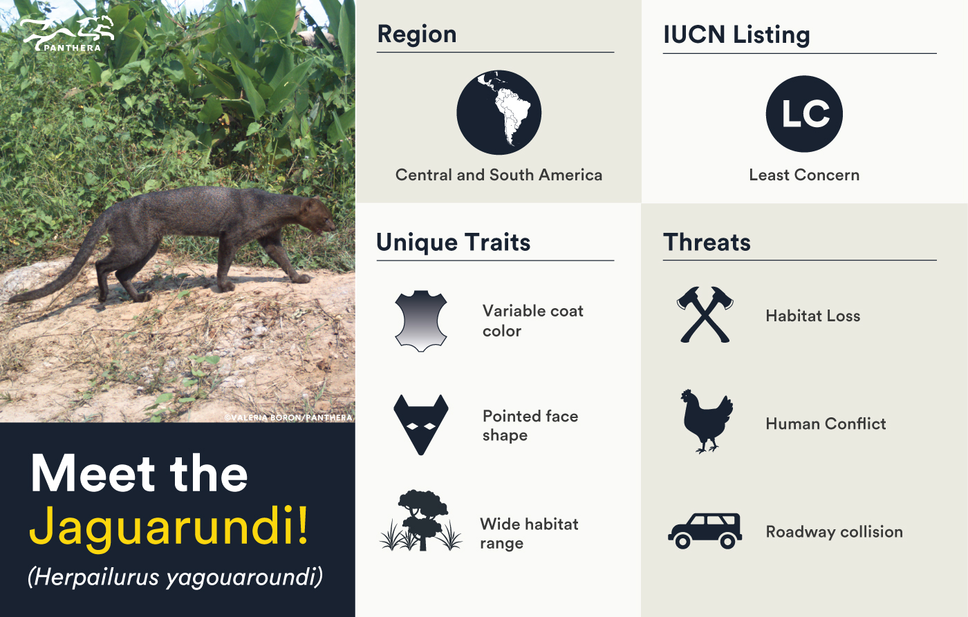 Small Cat Spotlight Jaguarundi Panthera